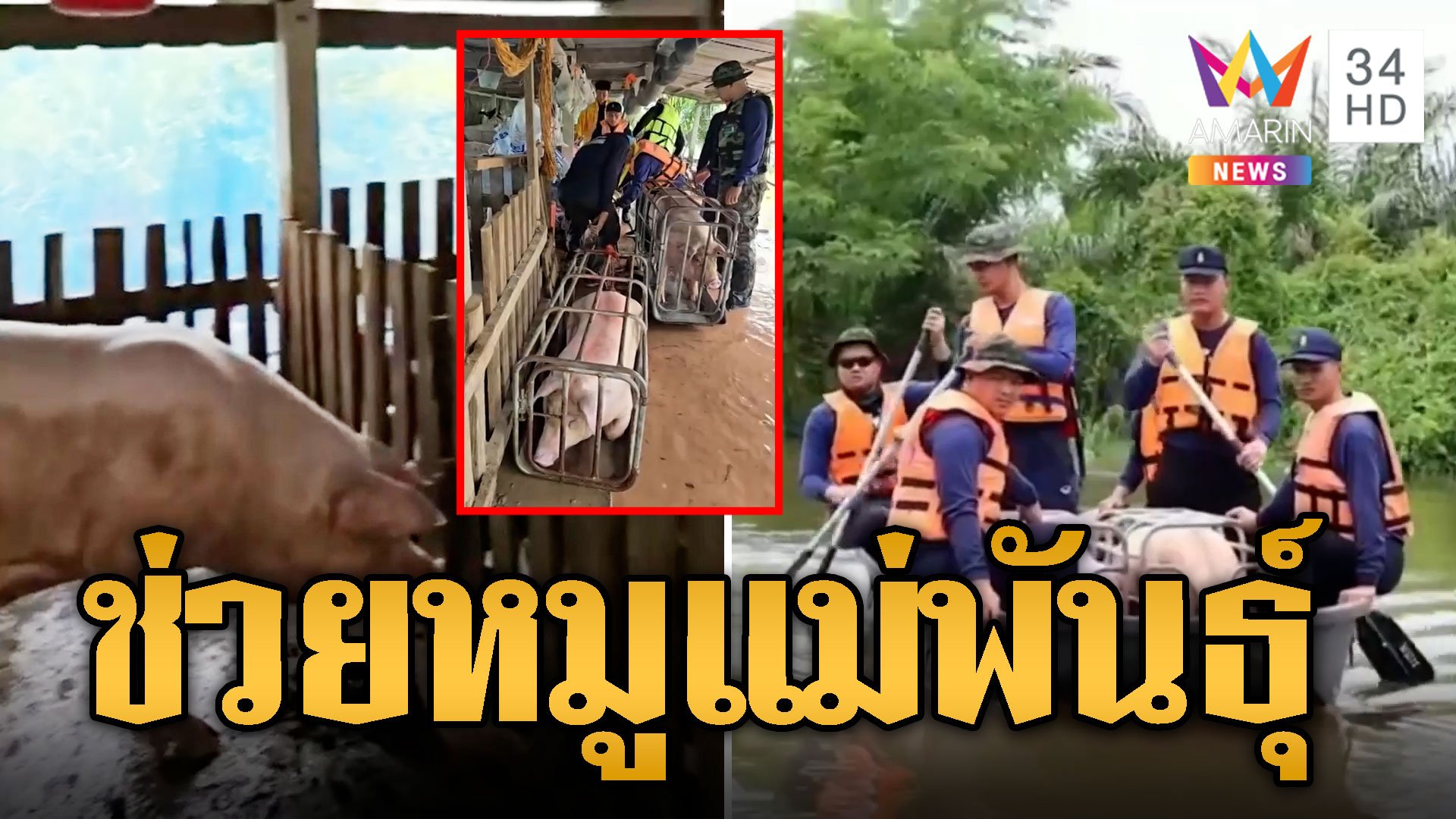 อพยพหมูแม่พันธุ์ หนีน้ำโขงวิกฤต | ข่าวอรุณอมรินทร์ | 19 ก.ย. 67 | AMARIN TVHD34