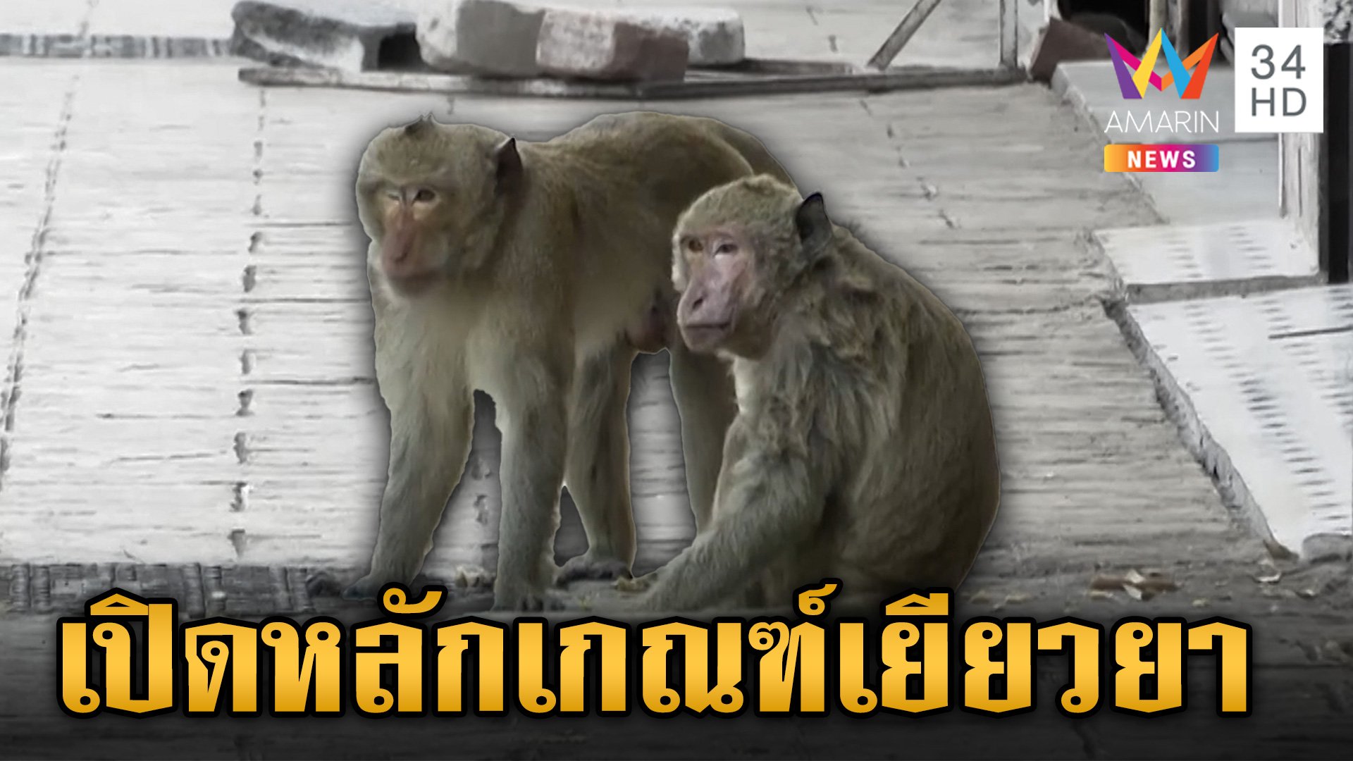 เปิดมาตรการเยียวยาได้รับบาดเจ็บจาก ช้าง-กระทิง-ลิง-หมี  | ข่าวเย็นอมรินทร์ | 25 มี.ค. 67 | AMARIN TVHD34