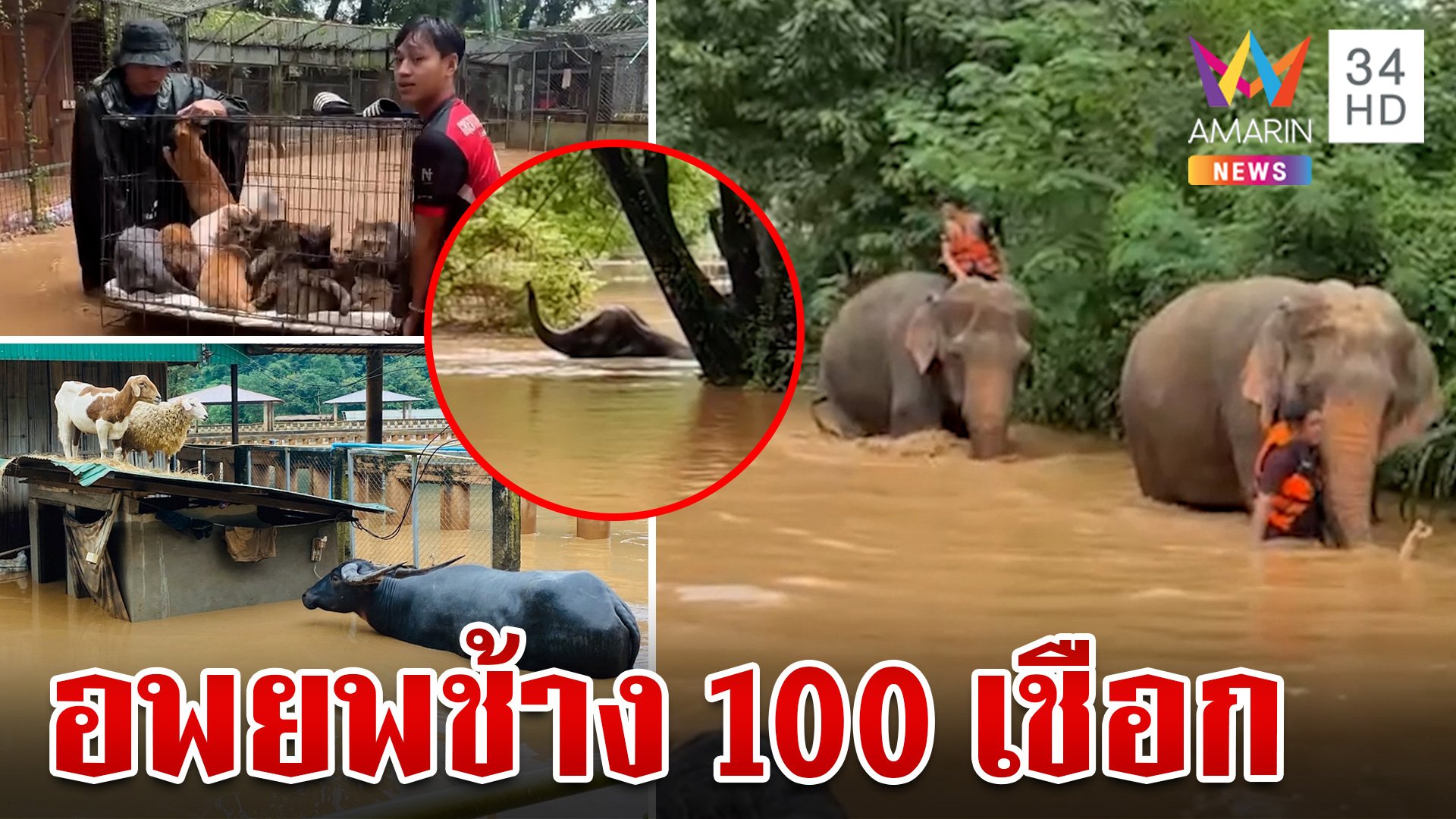 อพยพวุ่น! ช่วยช้าง 100 เชือกหนีน้ำป่าทะลักท่วมแม่แตง | ทุบโต๊ะข่าว | 4 ต.ค. 67 | AMARIN TVHD34