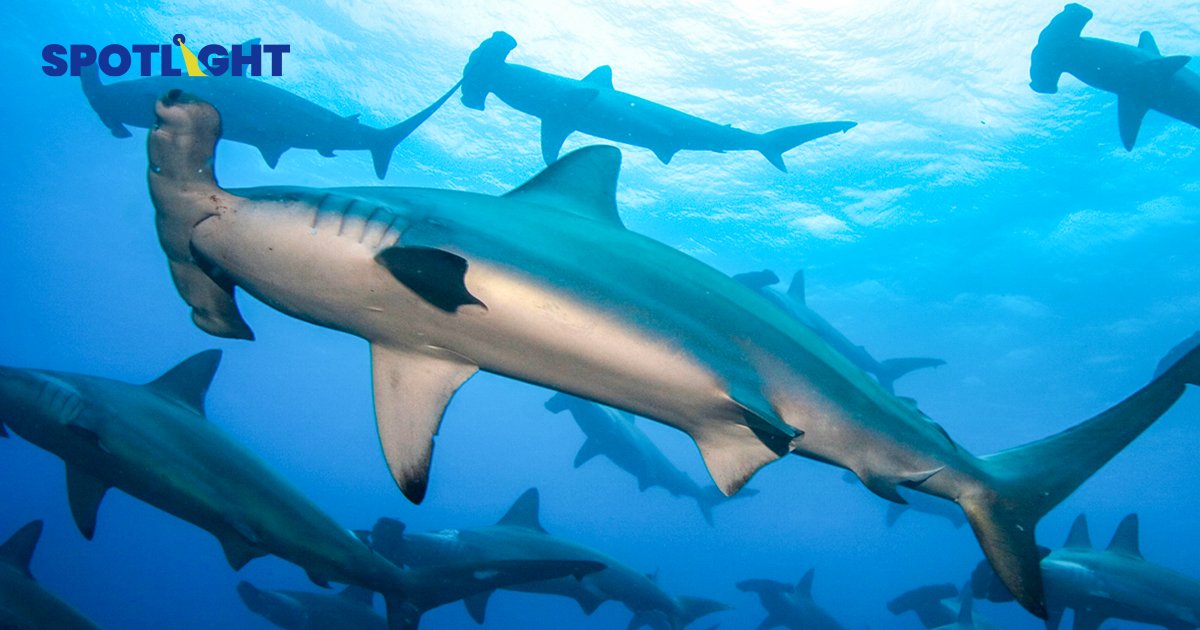 ผลวิจัย DNA พบ 62% หูฉลามที่ขายในไทย เป็นฉลามเสี่ยงสูญพันธุ์ 