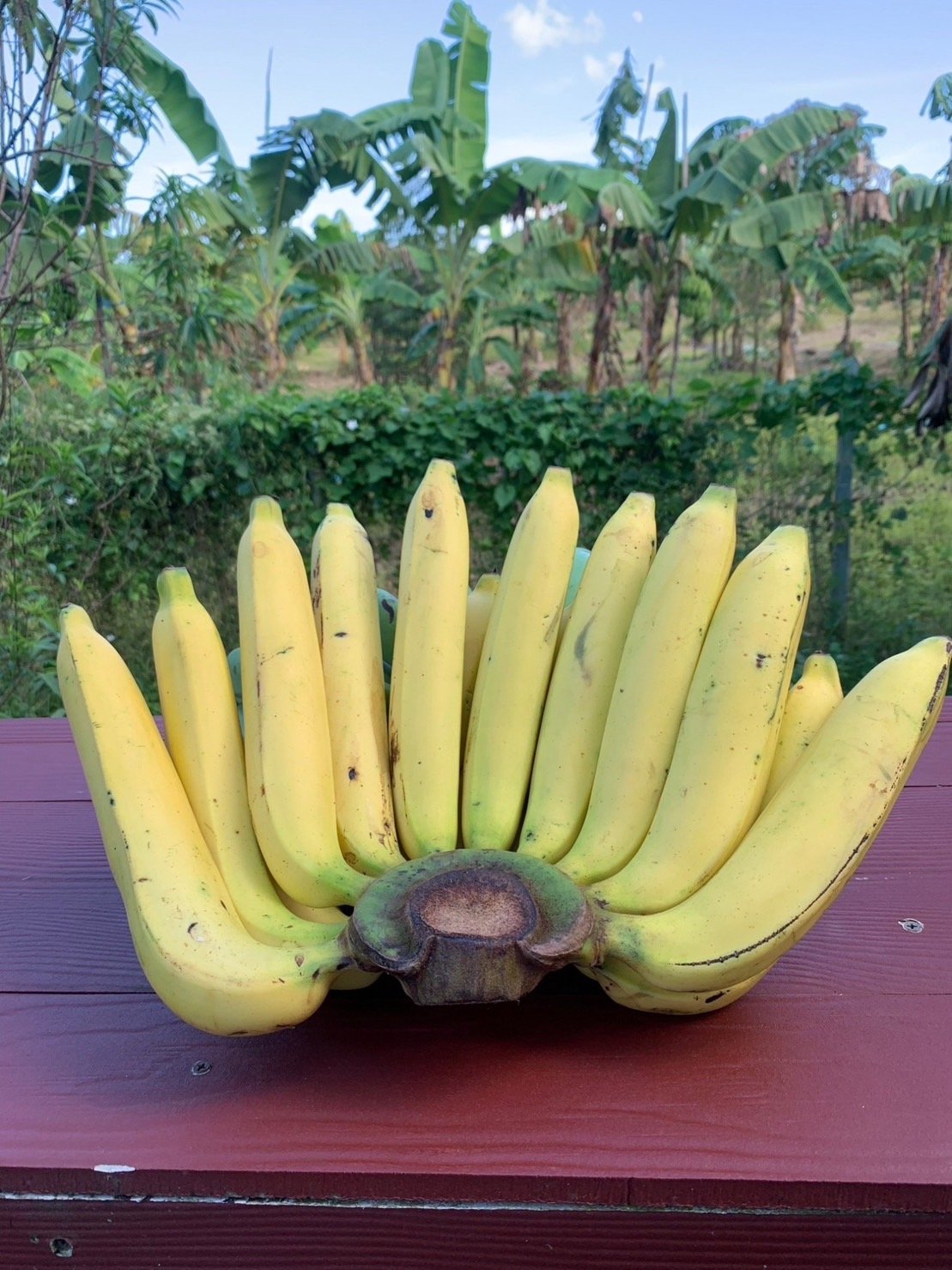 กล้วยหอมทองพบพระ
