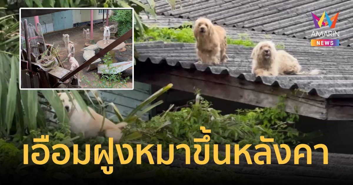 เจ้าของบ้านเช่าปล่อยหมา 30 ตัว ขึ้นหลังคาบ้านผู้เช่า