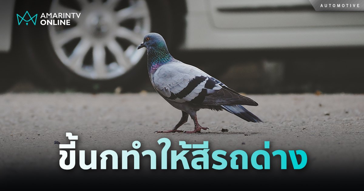 ทำไมขี้นกทำให้สีรถด่าง ล้างรถอย่างไรให้สะอาดหมดจรดทั้งคัน