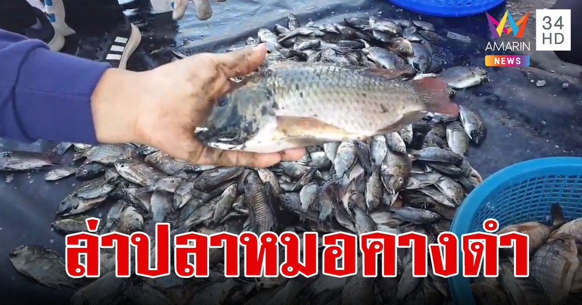 ล่า "ปลาหมอคางดำ" ระบาดแหล่งท่องเที่ยวชะอำ ครึ่งวันจับได้ 800 กก.