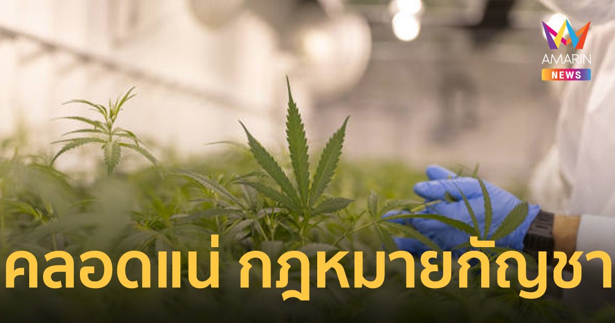 “ภูมิใจไทย” มั่นใจ “กฎหมายกัญชา” หลังเลือกตั้ง66 คลอดแน่!