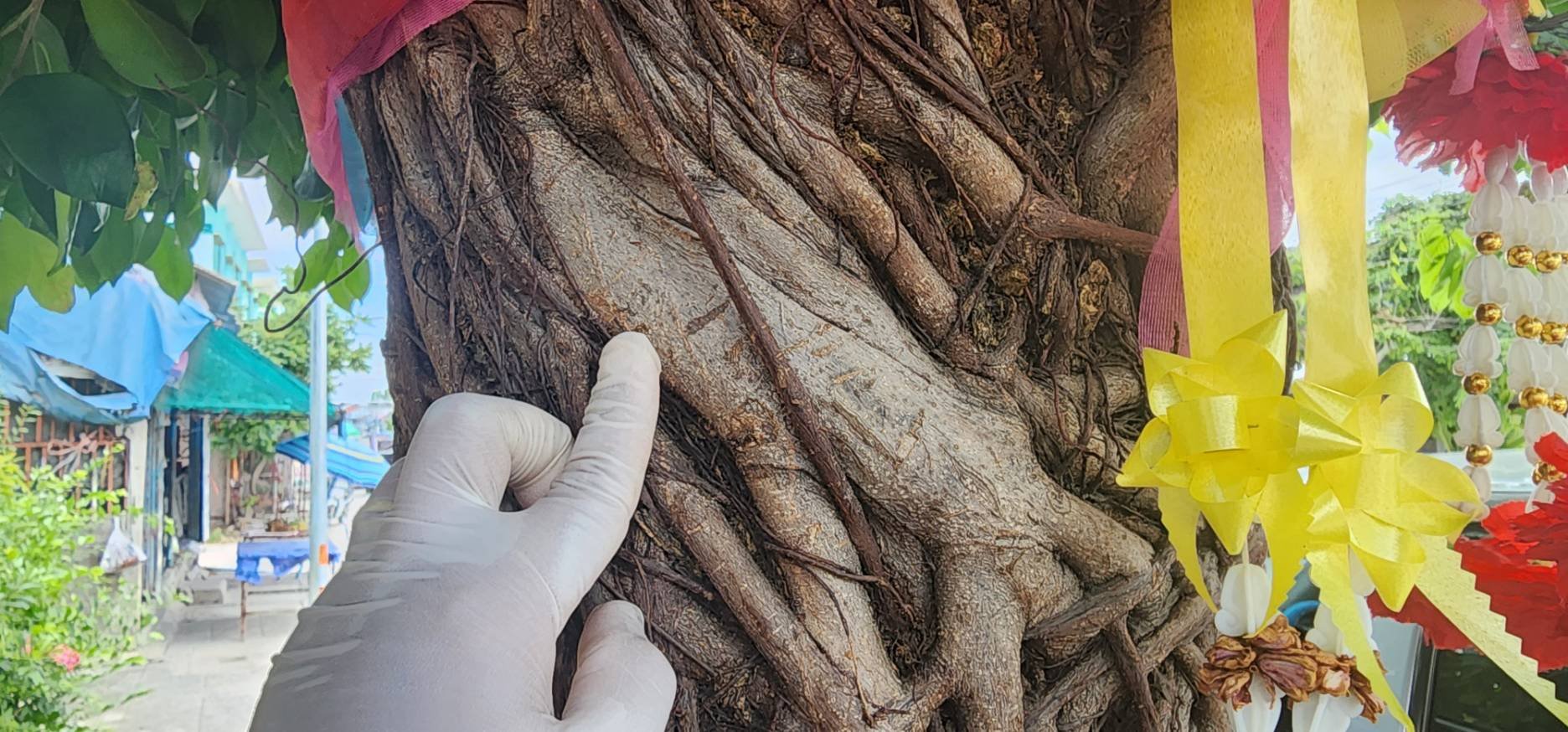 คอหวยห้ามพลาด ประดู่กาฝากไทรเฮี้ยนให้โชค แม่ค้าขายโจ๊กถูก 4 งวดติดตามคำขอ คอหวยห้ามพลาด ประดู่กาฝากไทรเฮี้ยนให้โชค แม่ค้าขายโจ๊กถูก 4 งวดติดตามคำขอ