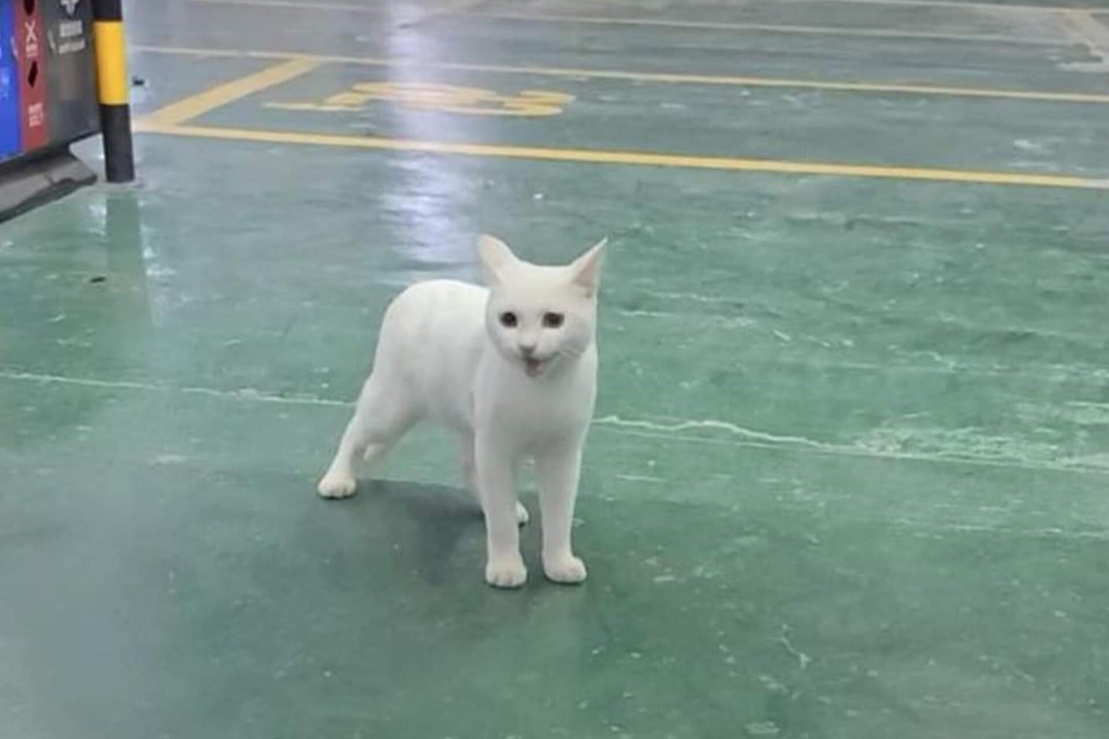 น้องแมวสีขาว