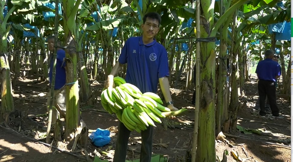 กล้วยหอมทองโคราชโกอินเตอร์ ญี่ปุ่นสั่งซื้อกว่า 5 พันตัน มูลค่ากว่า 100 ล้าน