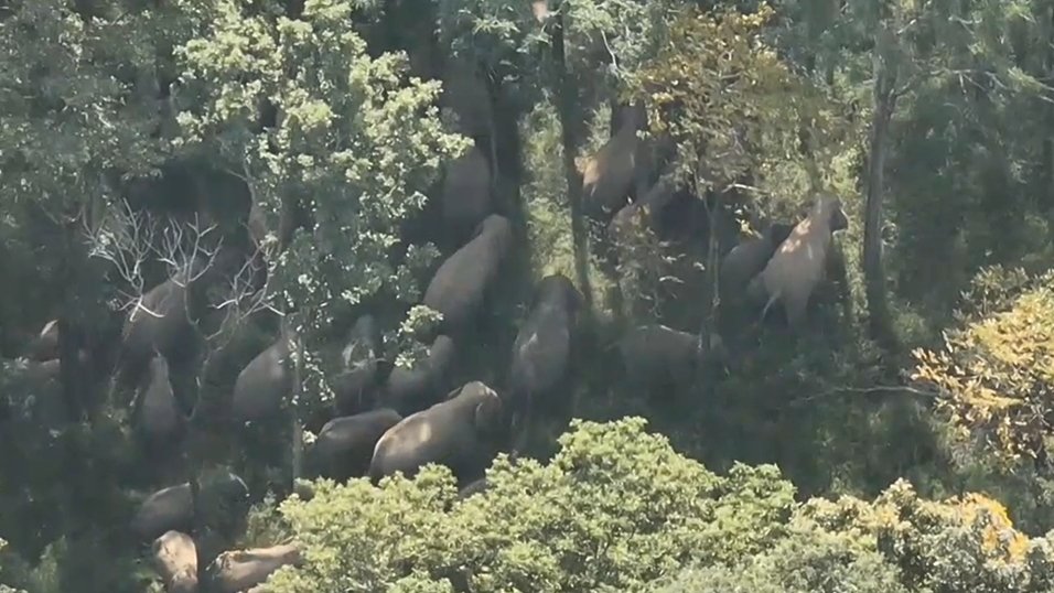 ช้างป่าทับลาน