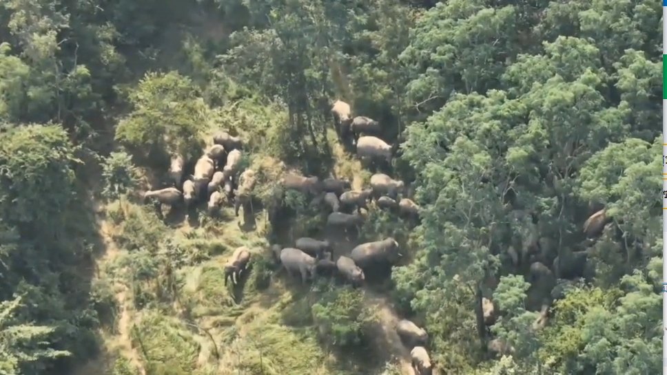 ชาวบ้าน-จนท.อช.ทับลาน เฮ! ช้างป่ากว่า 100 ตัว กลับเข้าอุทยานฯ สำเร็จ