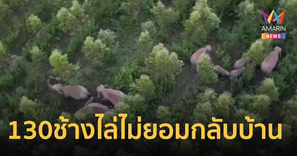 ช้างป่าเขาอ่างฤาไน ยกโขลงมาปราจีนฯ จากแปดริ้วกว่า 130 ตัว