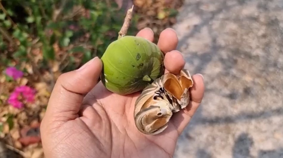 กินลูกหมากต้นโพธิ์ศรี ผลไม้มีพิษ หาม 7 นักเรียนชายส่งโรงพยาบาล