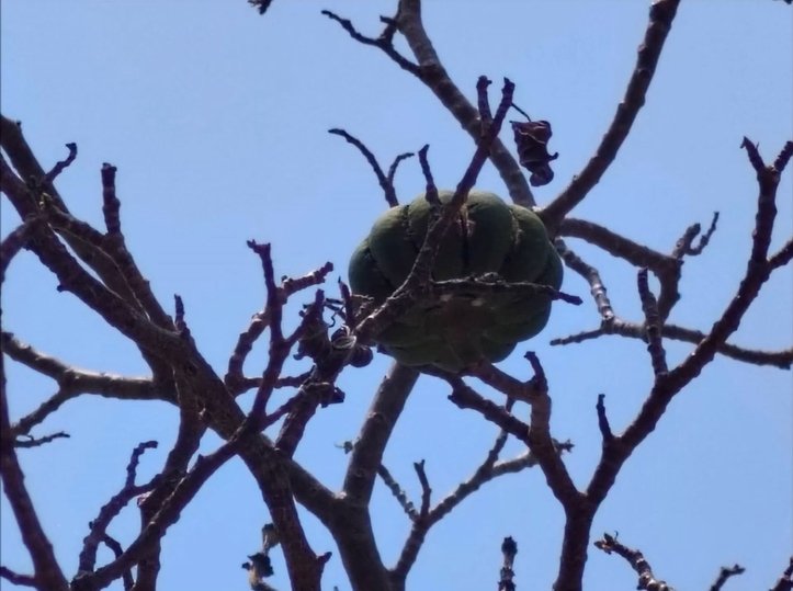 กินลูกหมากต้นโพธิ์ศรี ผลไม้มีพิษ หาม 7 นักเรียนชายส่งโรงพยาบาล