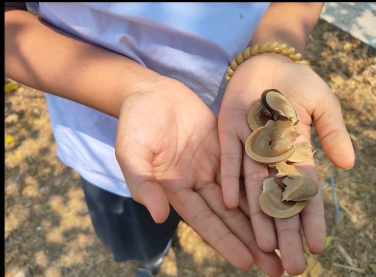 กินลูกหมากต้นโพธิ์ศรี ผลไม้มีพิษ หาม 7 นักเรียนชายส่งโรงพยาบาล