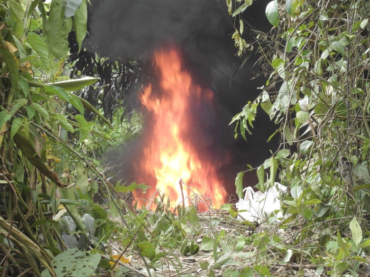 เศร้า! ช้างป่า “สีดอถั่วต้ม” ล้มแล้ว หลังถูกยิงพรุนทั่วร่างกาย