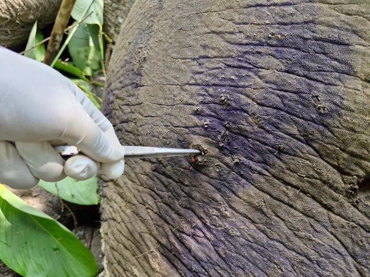 เศร้า! ช้างป่า “สีดอถั่วต้ม” ล้มแล้ว หลังถูกยิงพรุนทั่วร่างกาย