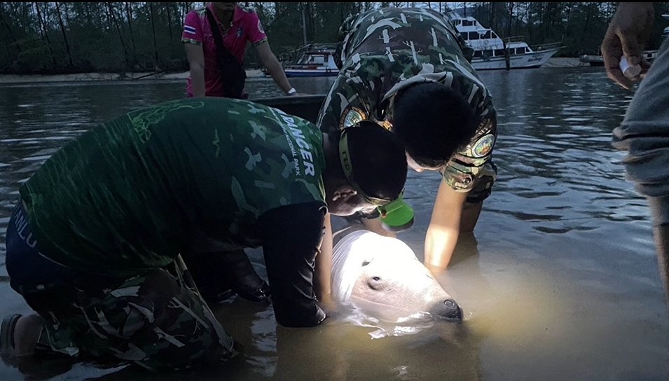 จนท.อุทยานช่วยยื้อชีวิตพะยูนสาว ถูกใบพัดเรือฟันหัวเหวอะ สุดท้ายไม่รอด