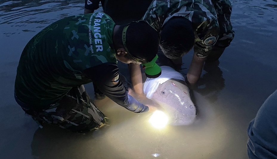 จนท.อุทยานช่วยยื้อชีวิตพะยูนสาว ถูกใบพัดเรือฟันหัวเหวอะ สุดท้ายไม่รอด