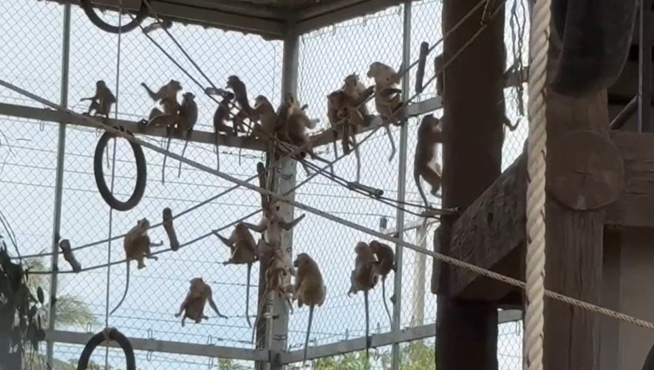ลพบุรีจับลิงเกเร 2 วัน ได้แล้วกว่า 100 ตัว ทำหมันปล่อยลงกรงใหญ่