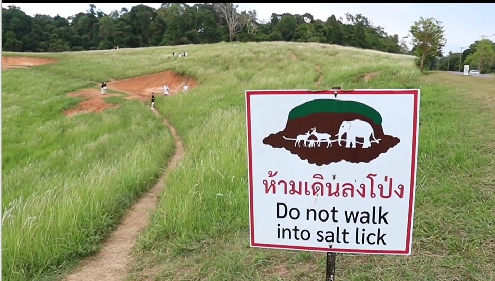 ทุ่งหญ้าปากทางเข้าหอดูสัตว์หนองผักชี อุทยานแห่งชาติเขาใหญ่