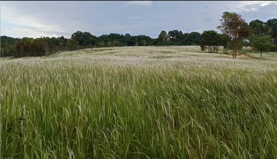 ทุ่งหญ้าปากทางเข้าหอดูสัตว์หนองผักชี อุทยานแห่งชาติเขาใหญ่