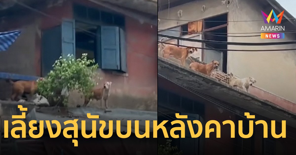 ชาวบ้านสุดจะทน! เลี้ยงสุนัขบนหลังคา ไล่กัดแมว วิ่งป่วนคนในพื้นที่