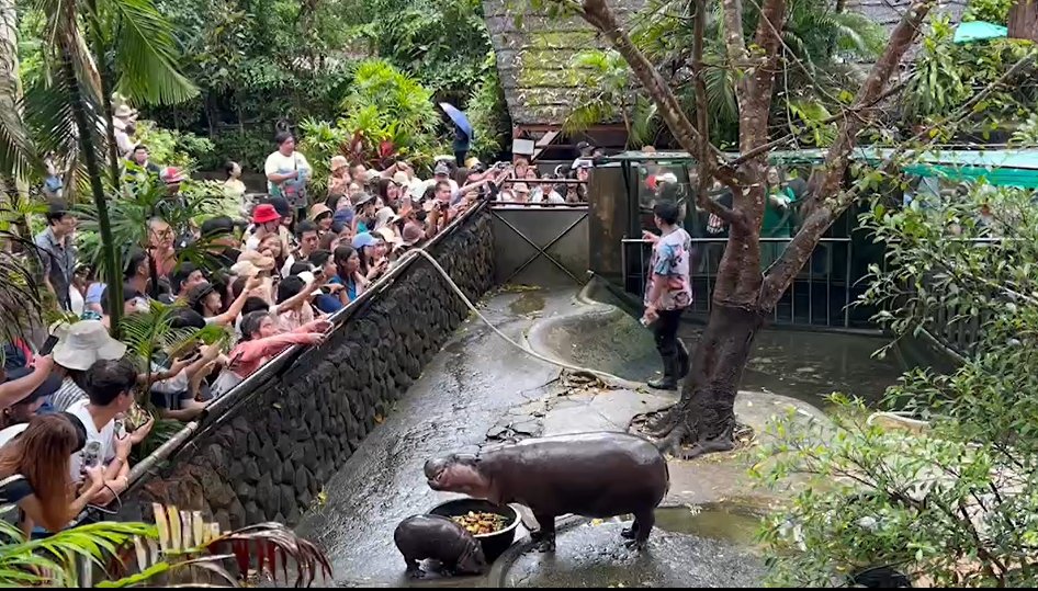 สวนสัตว์เปิดเขาเขียวแทบแตก แฟนคลับแห่ชมความน่ารัก “น้องหมูเด้ง”