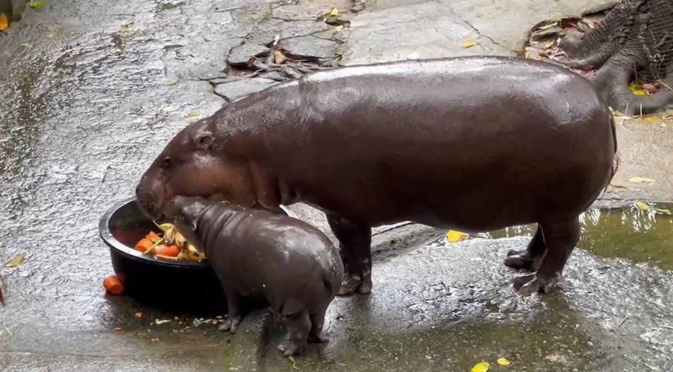 สวนสัตว์เปิดเขาเขียวแทบแตก แฟนคลับแห่ชมความน่ารัก “น้องหมูเด้ง”