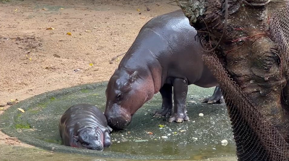 น้องหมูเด้ง รอรับ นักท่องเที่ยวทั่วสารทิศ หลังปักมุดมาดูความน่ารัก