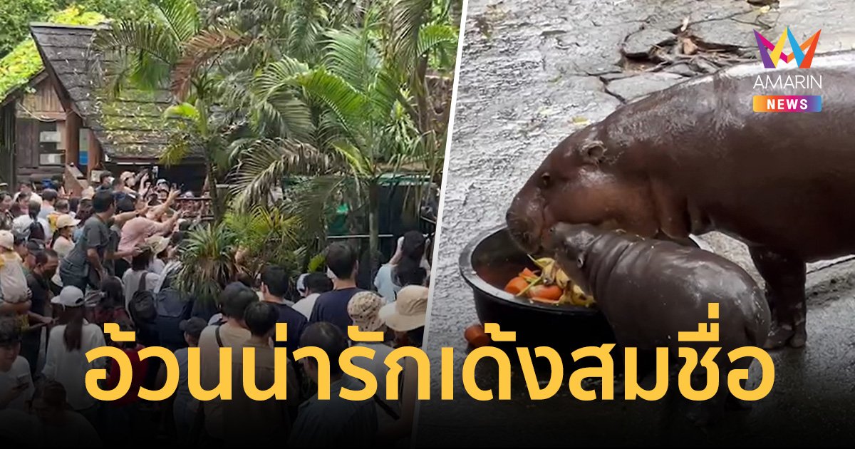 สวนสัตว์เปิดเขาเขียวแทบแตก แฟนคลับแห่ชมความน่ารัก “น้องหมูเด้ง”