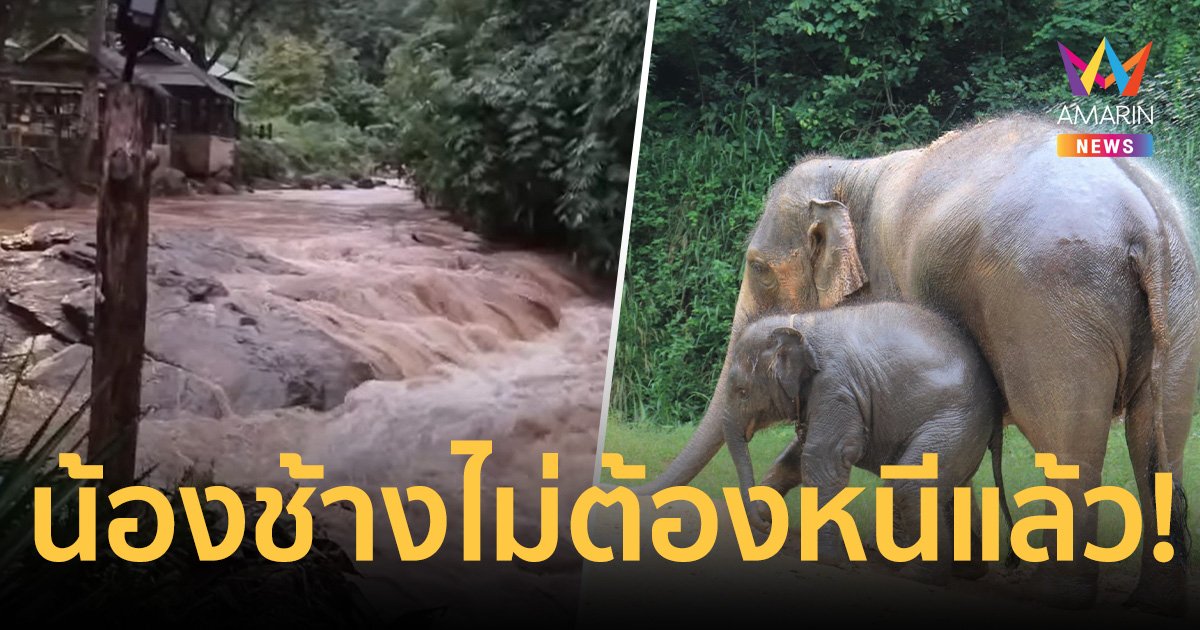 น้องช้างไม่ต้องหนีแล้ว! ปางช้างแม่สาน้ำลด เปิดให้บริการตามปกติ