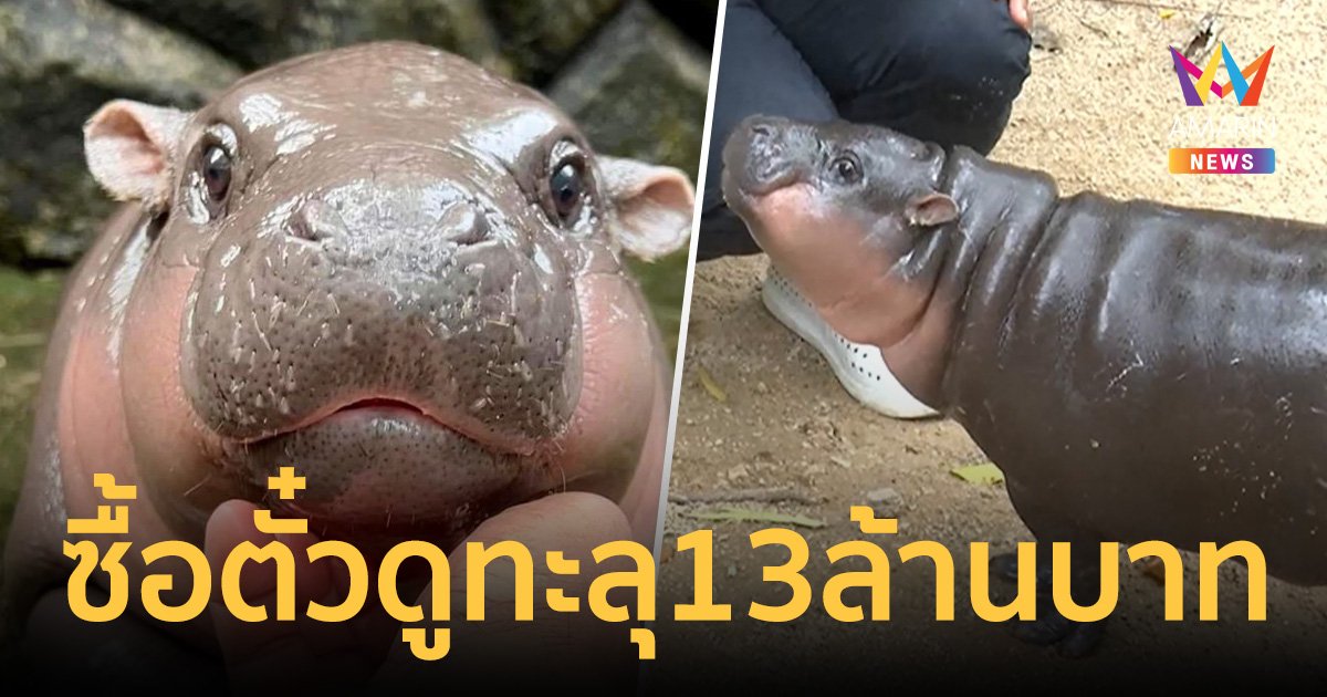 หมูเด้ง ฟีเวอร์ไม่หยุด ยังไม่ถึงเดือน คนแห่ซื้อตั๋วดูทะลุ 13 ล้านบาท