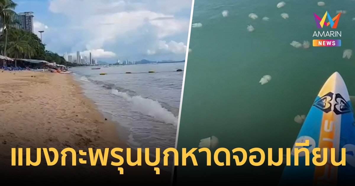 เตือนภัย! แมงกะพรุนถ้วยหลากสี บุกชายหาดจอมเทียนพัทยา