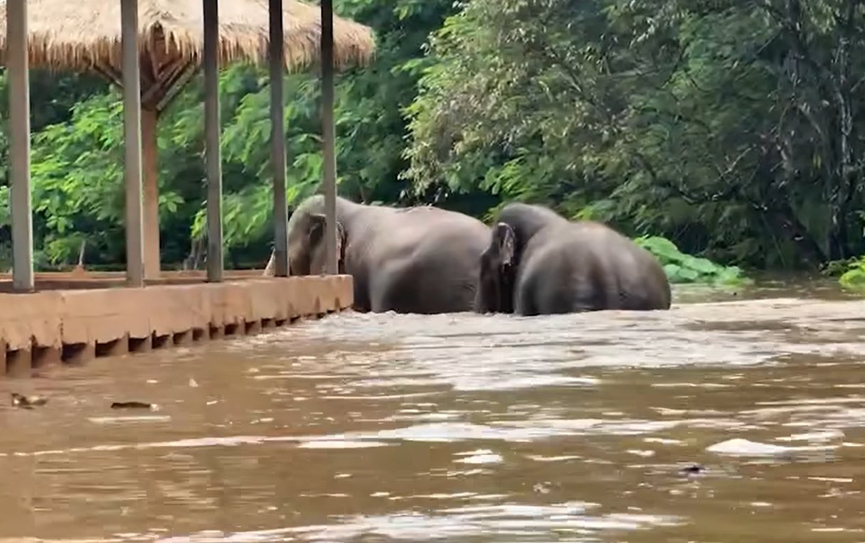 ทุกชีวิตต้องปลอดภัย ศูนย์บริบาลช้างวุ่น อพยพน้องช้าง-หมา-ไก่ หนีน้ำป่า