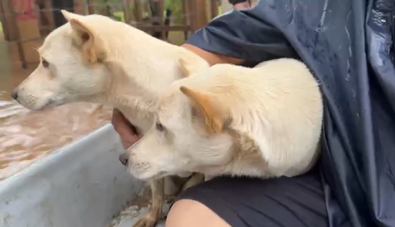 ทุกชีวิตต้องปลอดภัย ศูนย์บริบาลช้างวุ่น อพยพน้องช้าง-หมา-ไก่ หนีน้ำป่า