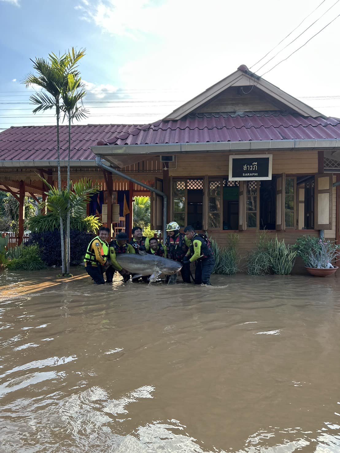 ตามหาเจ้าของ โคตรปลาบึก! หนัก 300 โล 5 คนช่วยกันแบก โผล่หน้าสถานีรถไฟสารภี