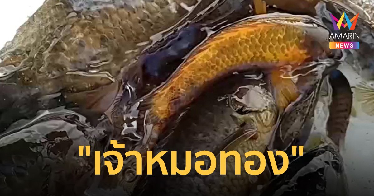 คอหวย ฮือฮา! พบ ปลาหมอนาสีทอง เหลืองอร่ามงามทั้งตัว เชื่อมาให้โชค