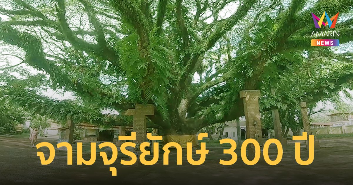 ต้นจามจุรียักษ์ วัดจอมศรี ชาวบ้านเชื่อศักดิ์สิทธิ์ คาดอายุเกือบ 300 ปี