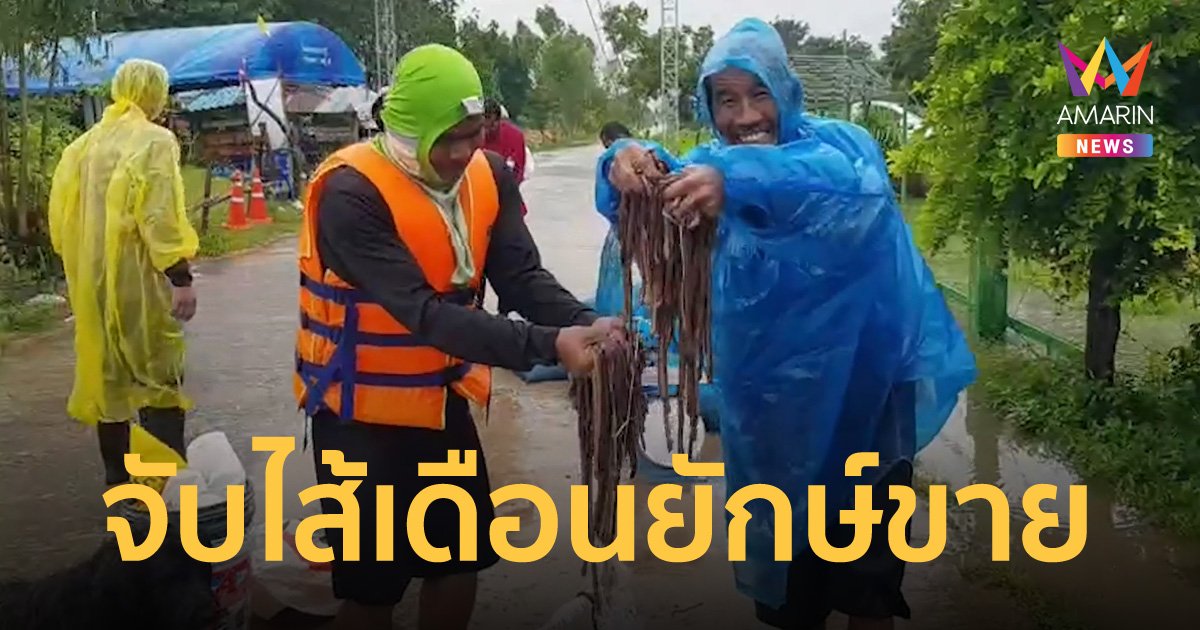 ฝนตกหนักชาวบ้านพลิกวิกฤต จับไส้เดือนหนีน้ำขาย รายได้นับพันบาท