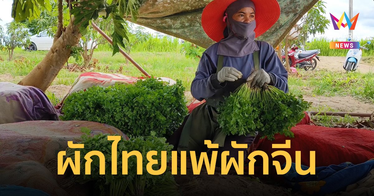 ผักชีไทยราคาตกต่ำ เกษตรกรราชบุรีน้ำตาตก โดนผักจีนทะลักเข้ามาตีตลาด