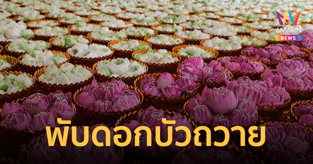 ชาวพิษณุโลกร่วมใจพับดอกบัว 10,999 ดอก ถวายพระพุทธชินราช โอกาสครบรอบ 666 ปี