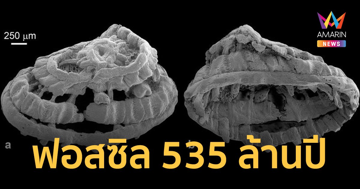 จีนค้นพบ 'ไมโครฟอสซิลสัตว์' ที่มีกล้ามเนื้อหายาก อายุ 535 ล้านปี