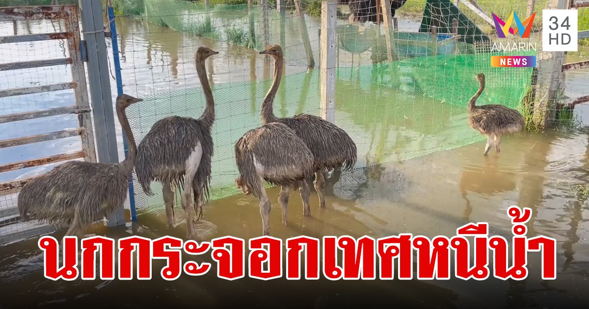 ชัยนาทเจอฝนถล่มนาน 4 ชม. เร่งขนนกกระจอกเทศหนีน้ำป่าที่ไหลทะลักเข้าฟาร์ม