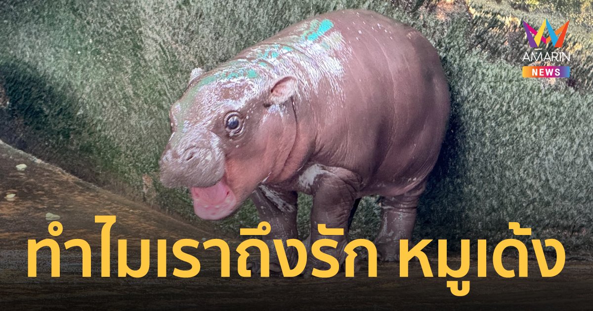 เรื่องนี้มีเหตุผลทางวิทยาศาสตร์ ว่าทำไมเราจึงถูก "หมูเด้ง" ตกเข้าด้อม