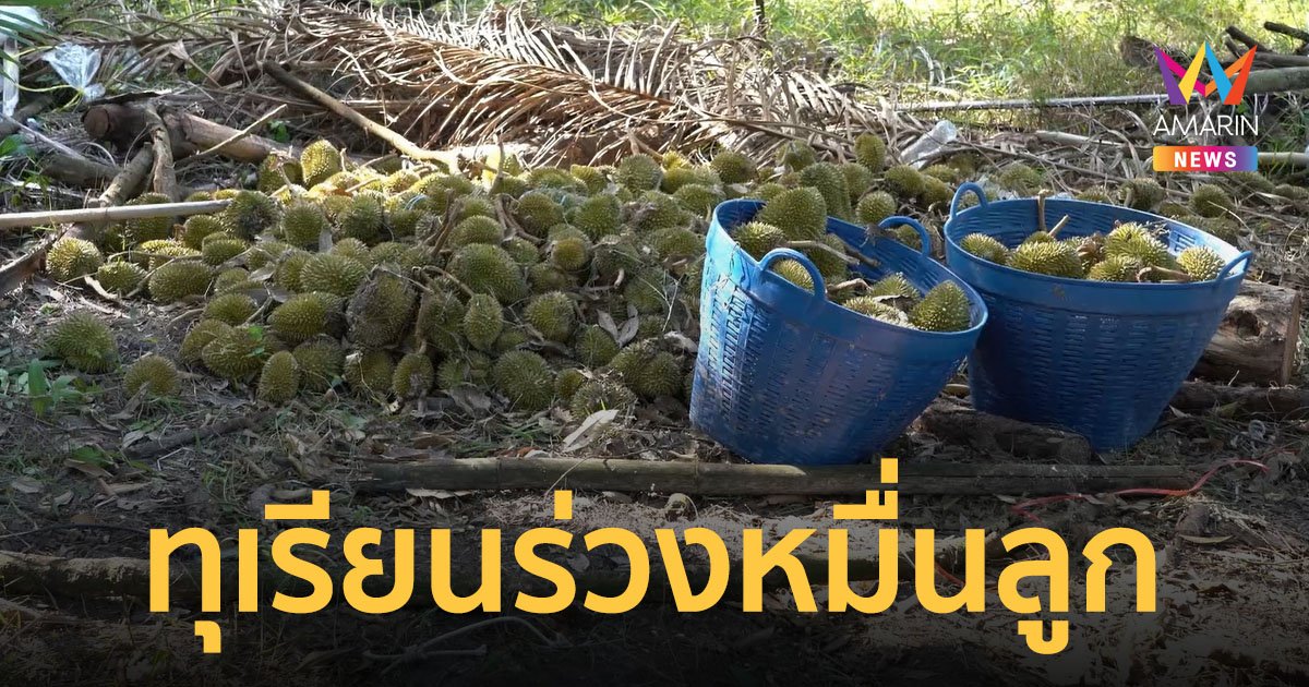 ชาวสวนก่ายหน้าผาก พายุถล่มตราด ทุเรียนหล่นจากต้นนับหมื่นลูก เสียหายกว่า 5 ล้านบาท