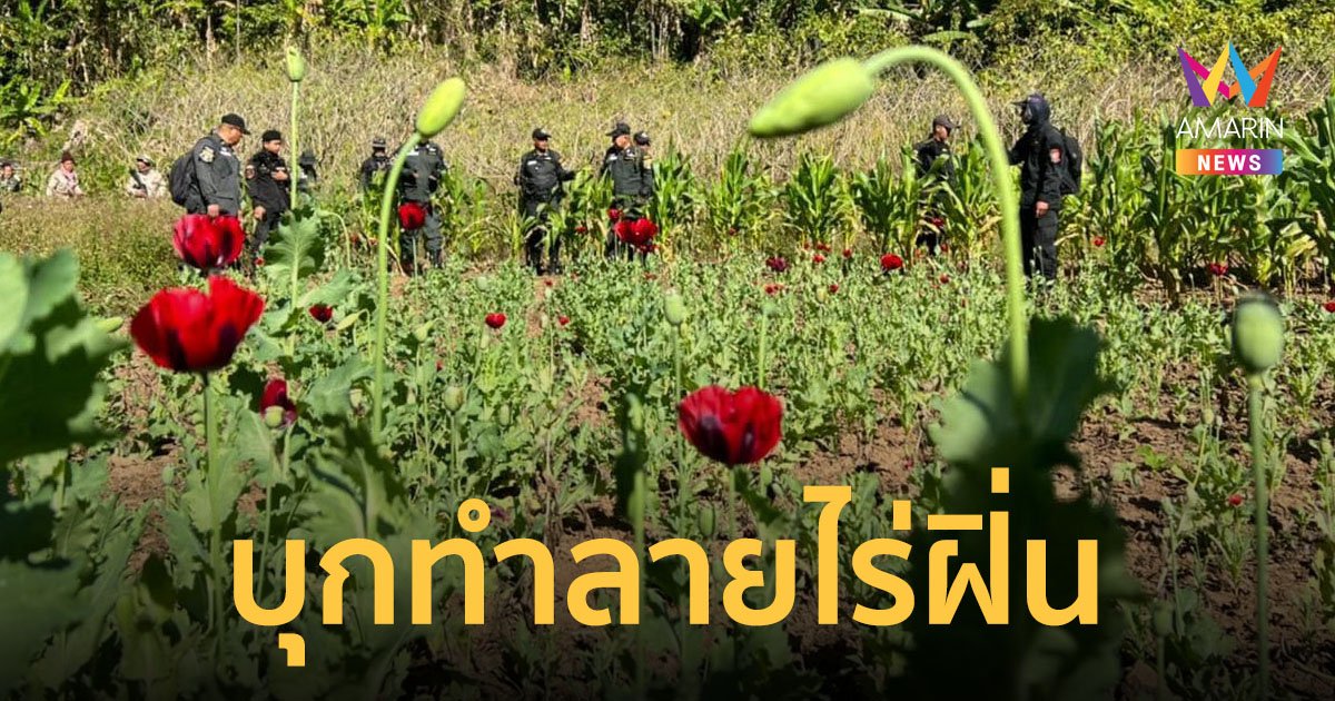 ตำรวจสอบสวนกลาง บุกทำลาย “ไร่ฝิ่น” และทวงคืนผืนป่า กลางหุบเขาชายแดนไทย