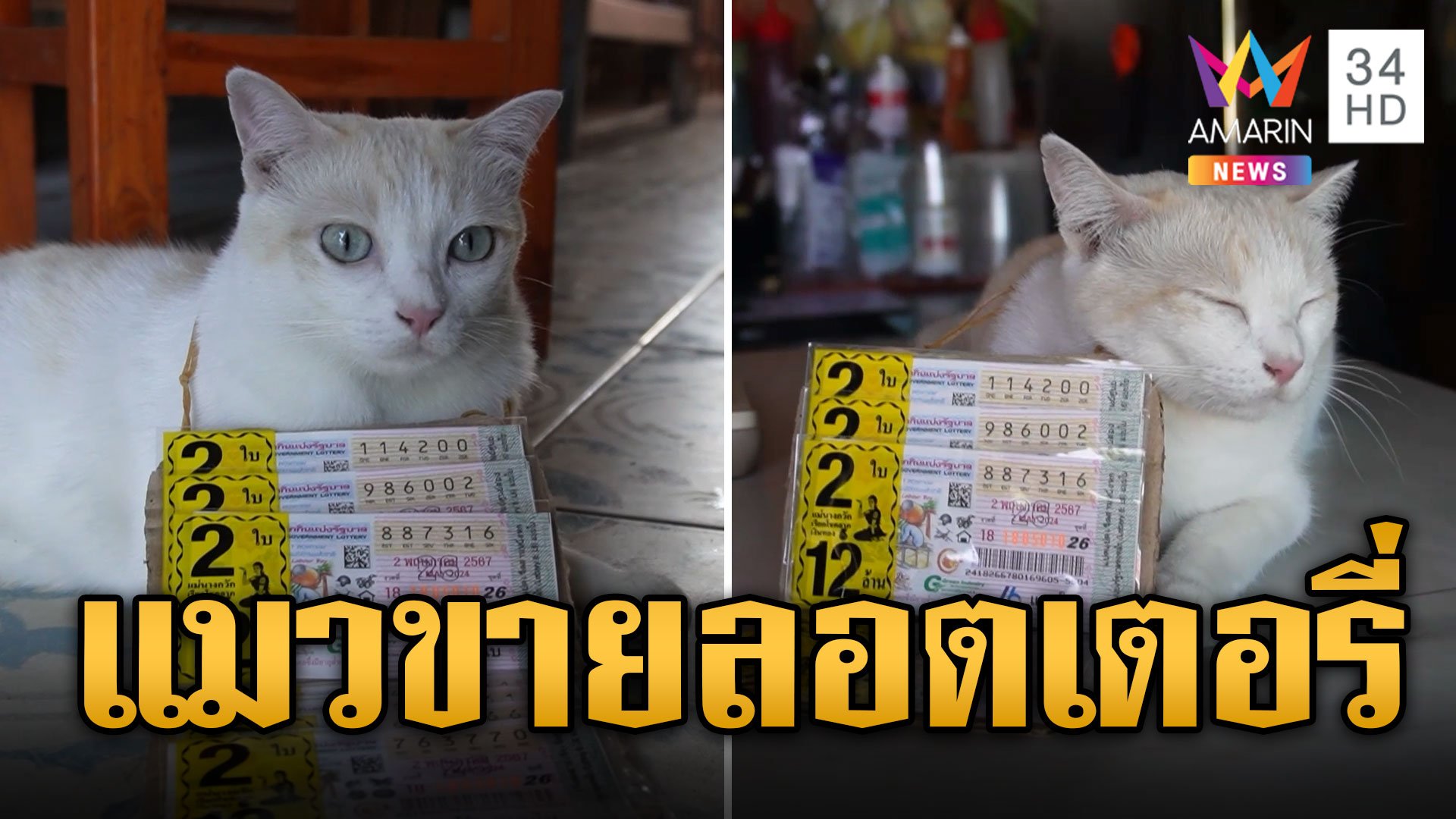 เอ็นดู! "น้องมะรุม" แมวขายลอตเตอรี่ กระพริบตาเชียร์ลูกค้าซื้อเลขเด็ด | ข่าวอรุณอมรินทร์ | 27 เม.ย. 67 | AMARIN TVHD34