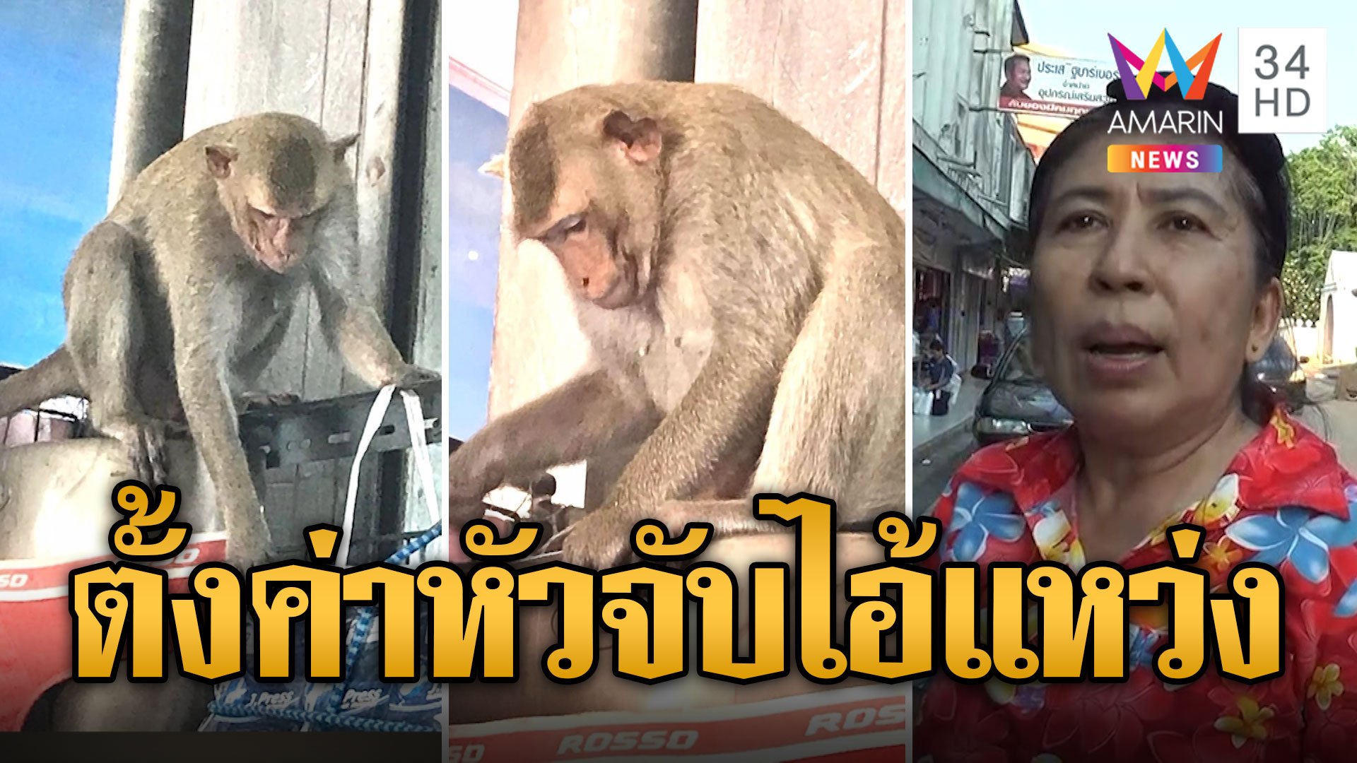 ชาวบ้านสุดทน ตั้งค่าหัวจับ "ไอ้แหว่ง" ลิงหื่นขโมยชุดชั้นใน | ข่าวเที่ยงอมรินทร์ | 31 มี.ค. 67 | AMARIN TVHD34