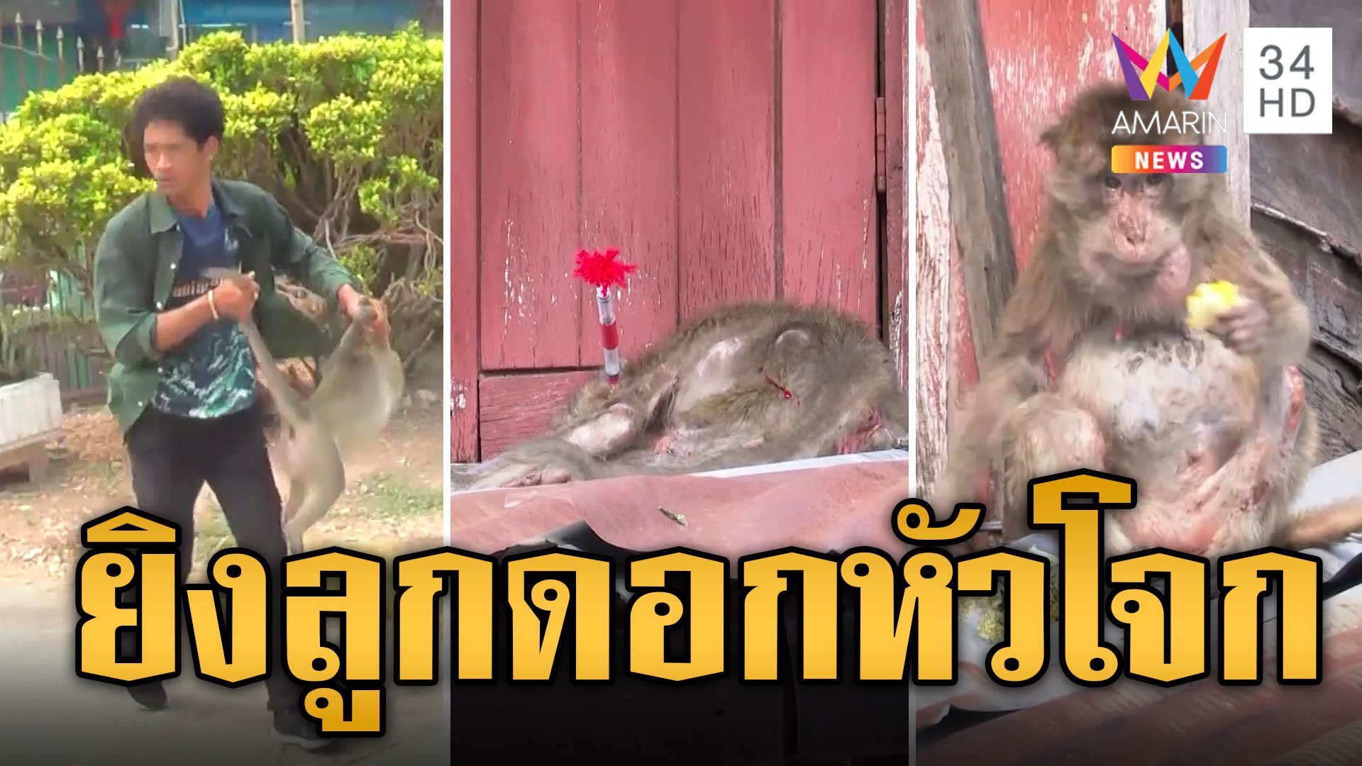จับลิงเกเรวันที่ 2 ดราม่าไม่จบวิธีจับรุ่นแรง ยิงลูกดอกหัวโจก | ข่าวอรุณอมรินทร์ | 27 มี.ค. 67 | AMARIN TVHD34