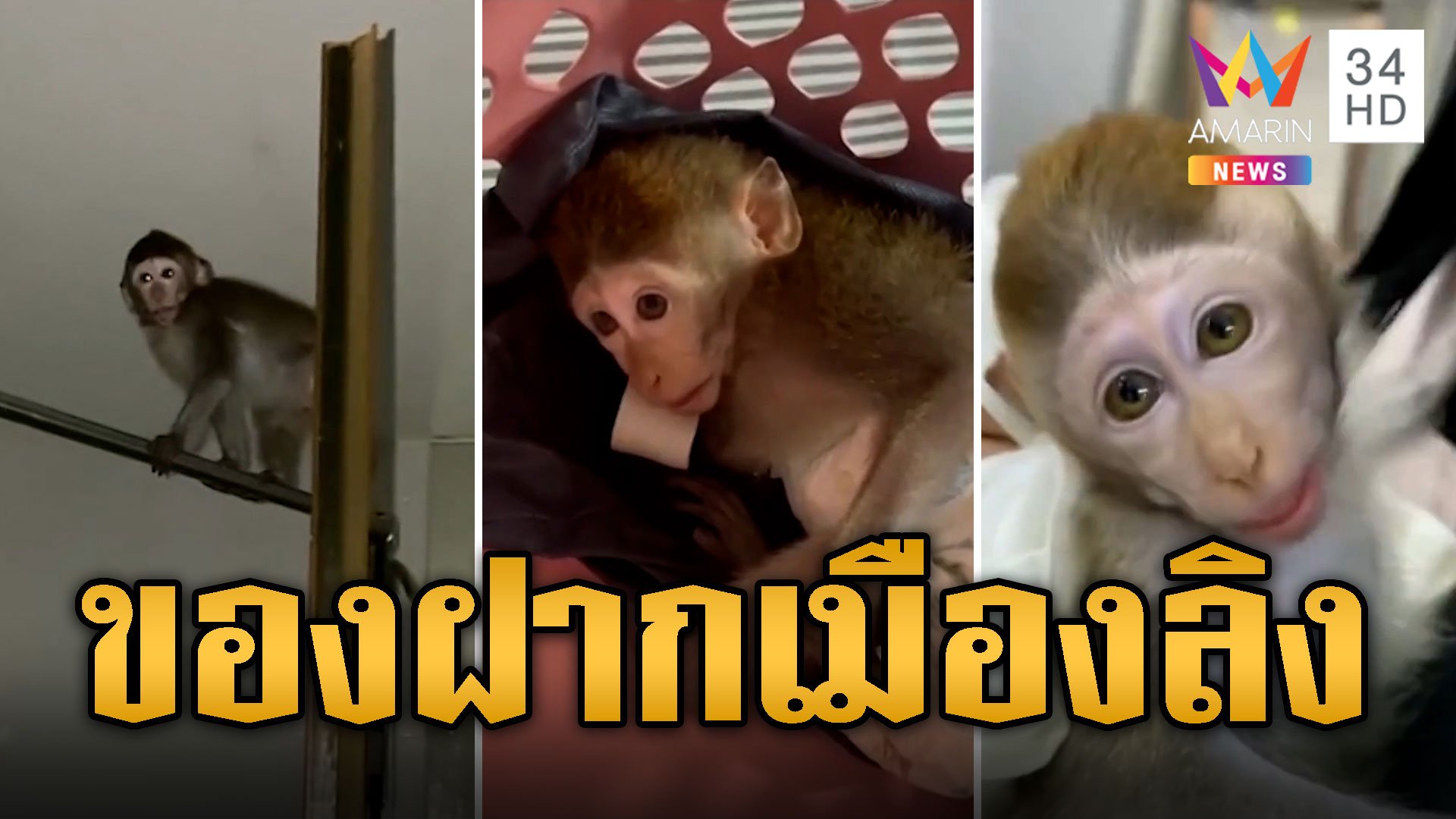 ของฝากเมืองลิง! ลิงเด็กติดรถจากลพบุรีมา กทม.ต้องกลับเอาไปฝากไว้ | ข่าวเที่ยงอมรินทร์ | 26 ม.ค. 67 | AMARIN TVHD34